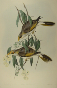 John Gould's Birds of Australia